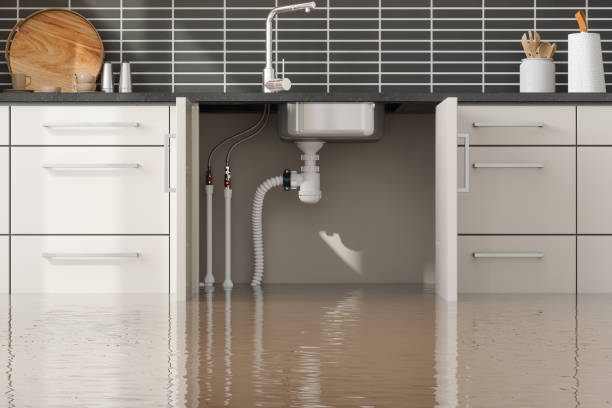 Best Mold removal after water damage  in Union City, TN